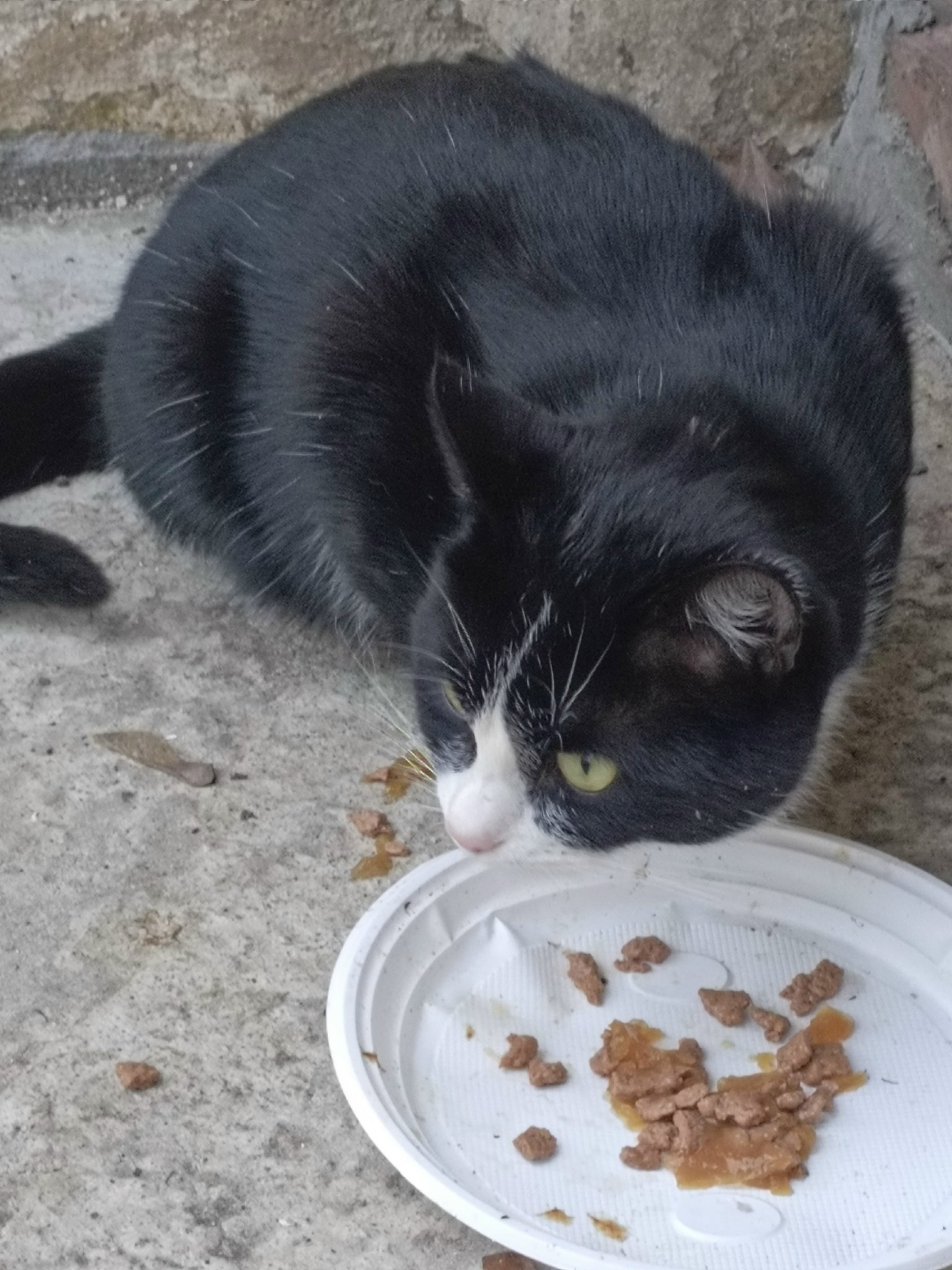 Пропала собака в Воронеже — фото объявления