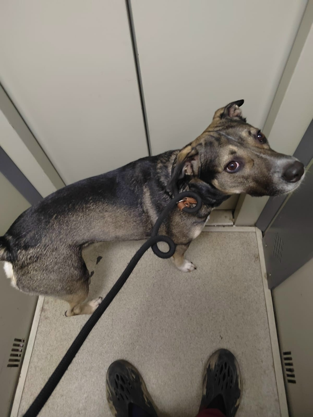 Пропала собака в Воронеже — фото объявления