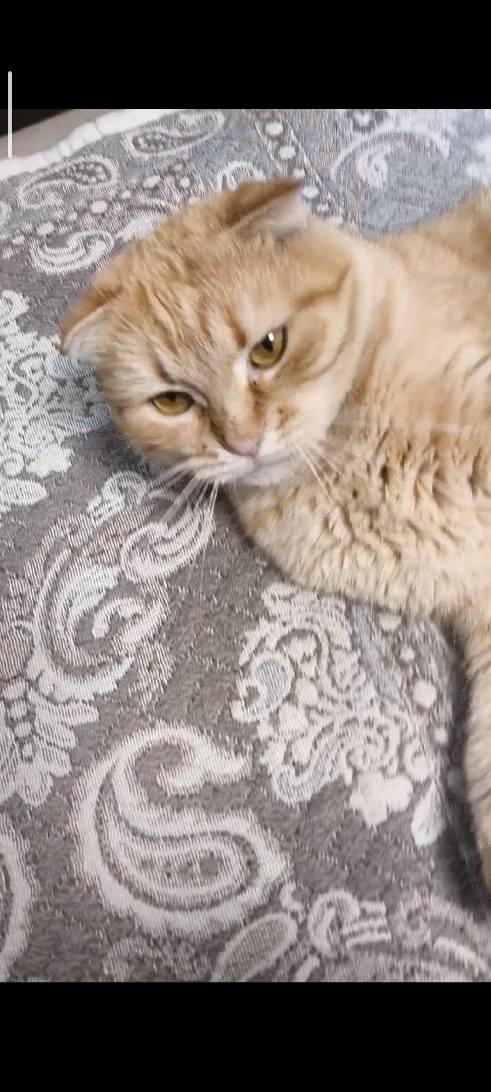 Пропала кошка в Воронеже — фото объявления