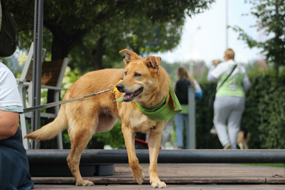 Найдена собака в Екатеринбурге — фото объявления
