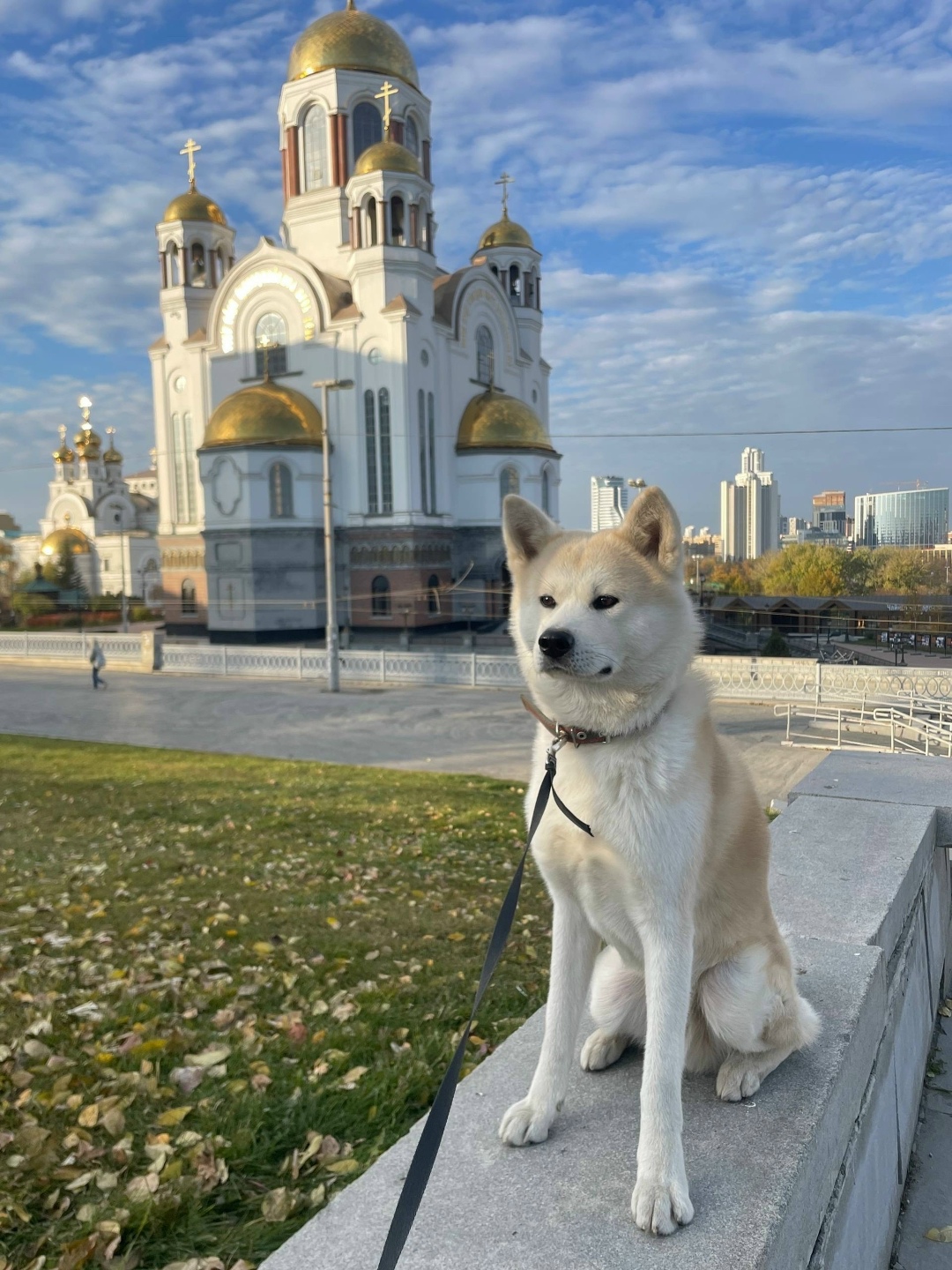 Пропала собака в Екатеринбурге — фото объявления