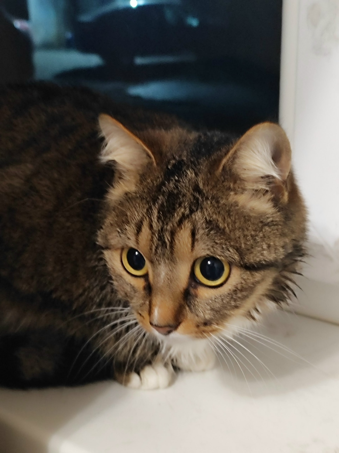 Найдена кошка в Екатеринбурге — фото объявления