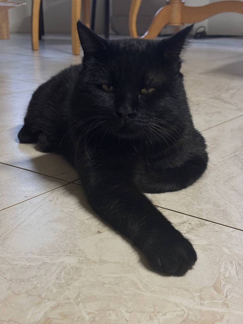 Найдена собака в Екатеринбурге — фото объявления