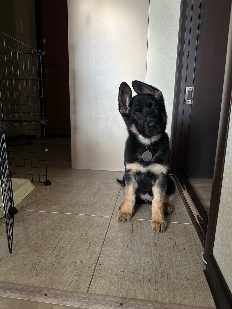 Пропала собака в Екатеринбурге — фото объявления