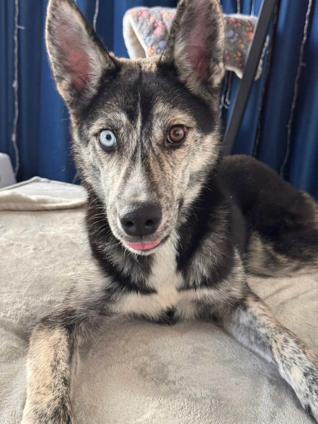 Найдена собака в Екатеринбурге — фото объявления