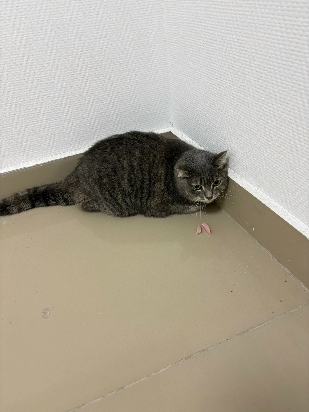 Найдена кошка в Екатеринбурге — фото объявления