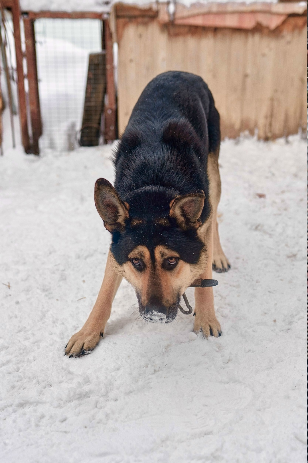 Найдена собака в Екатеринбурге — фото объявления