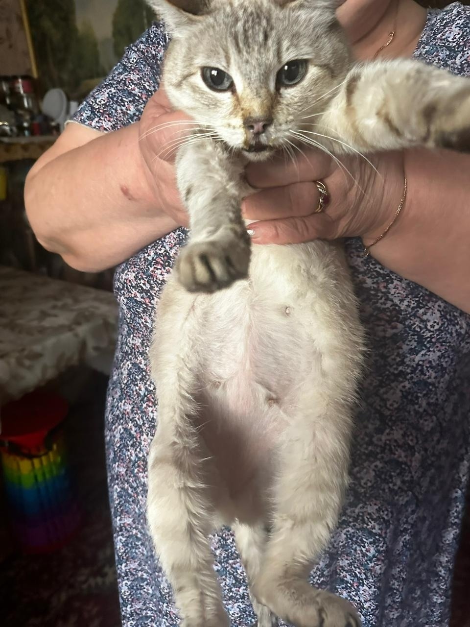 Найдена кошка в Екатеринбурге — фото объявления