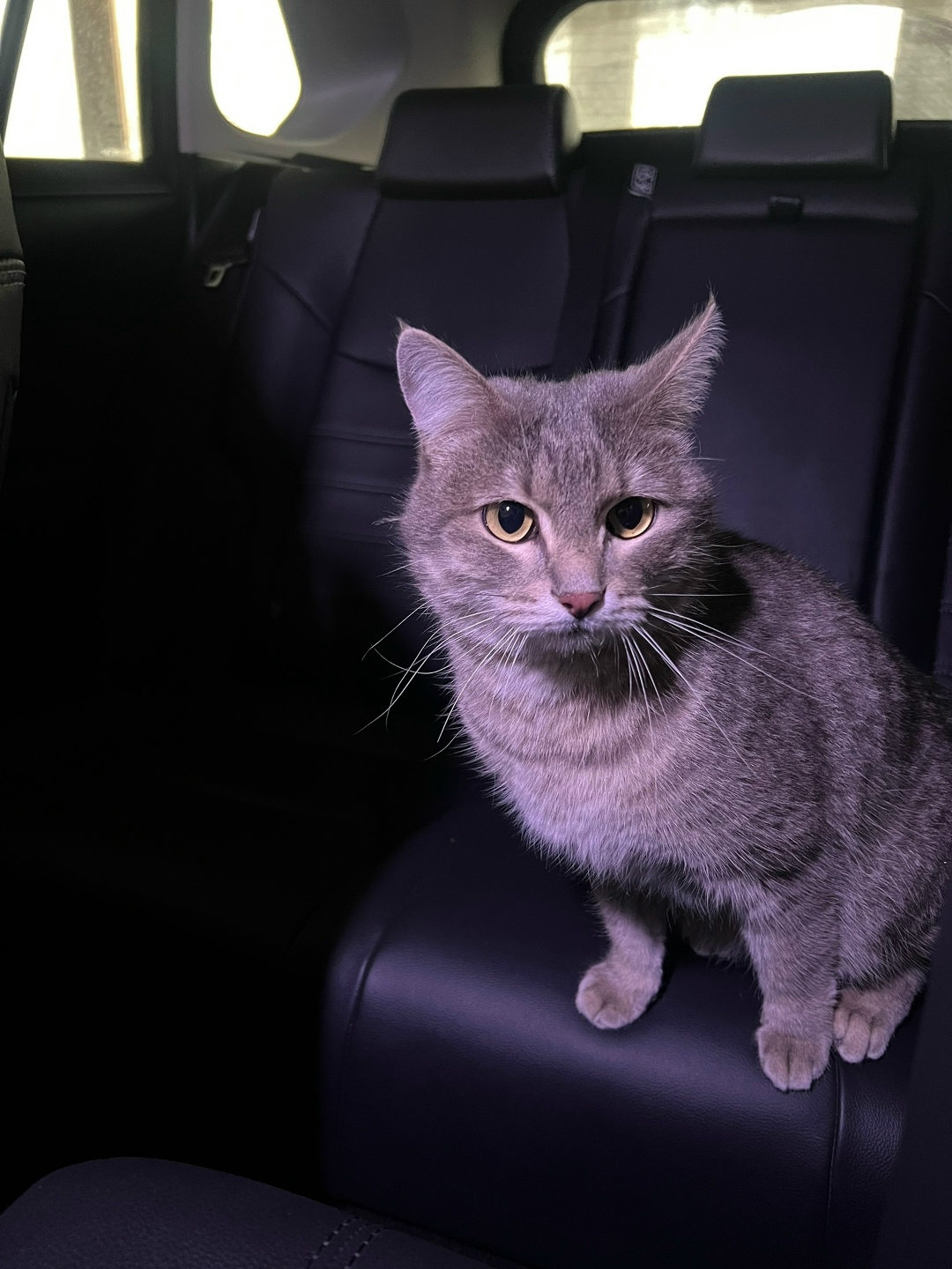 Найдена кошка в Екатеринбурге — фото объявления