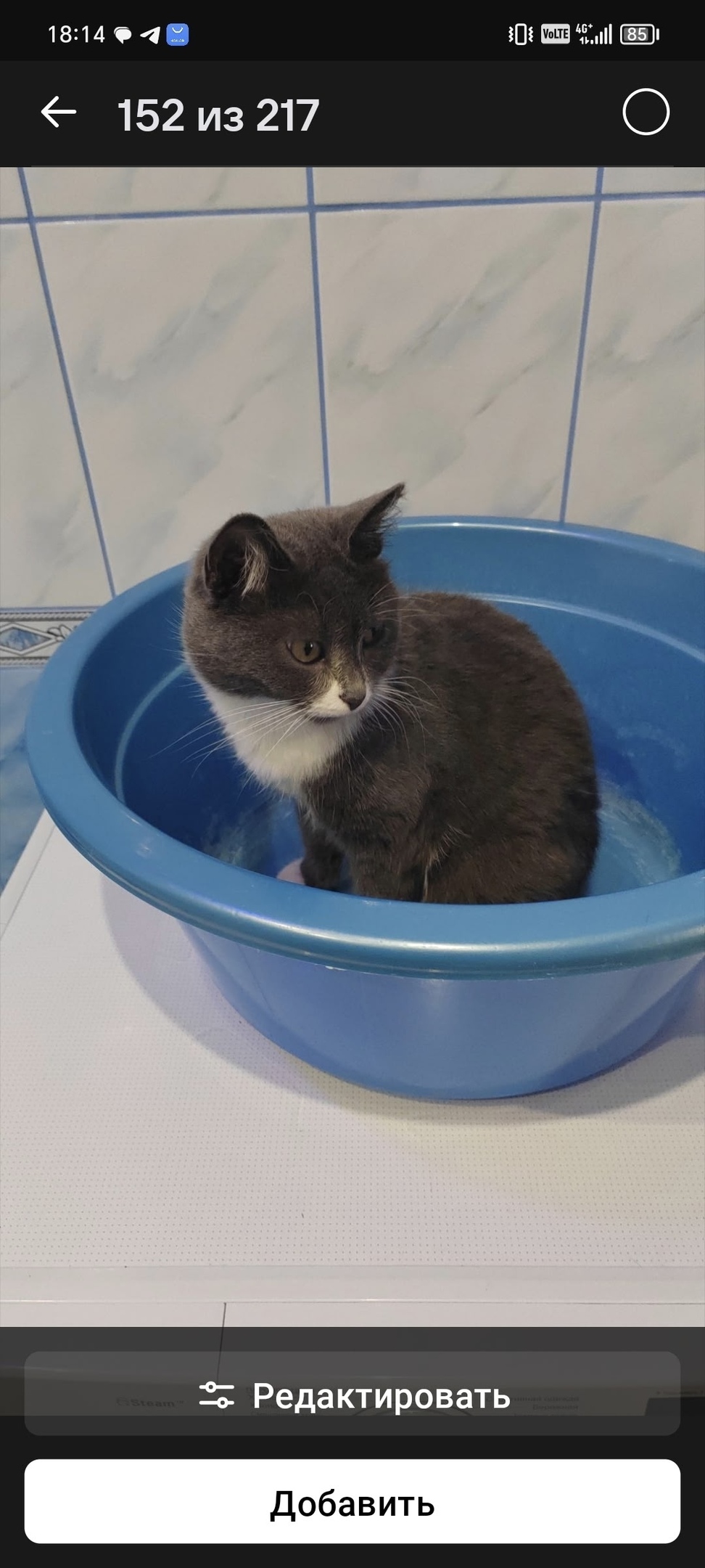 Пропала кошка в Екатеринбурге — фото объявления