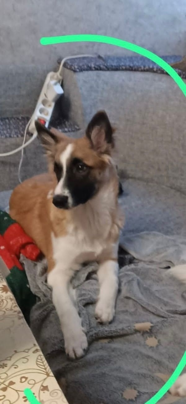 Пропала собака в Екатеринбурге — фото объявления