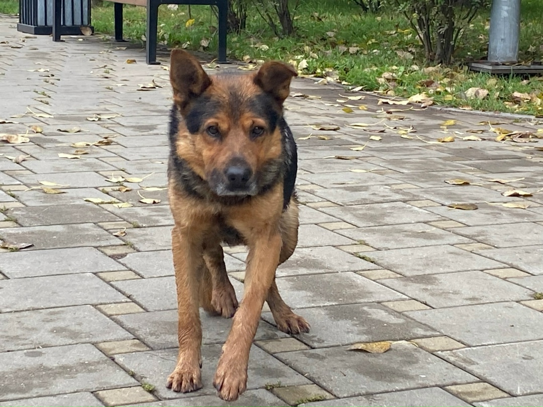 Пропала собака в Екатеринбурге — фото объявления