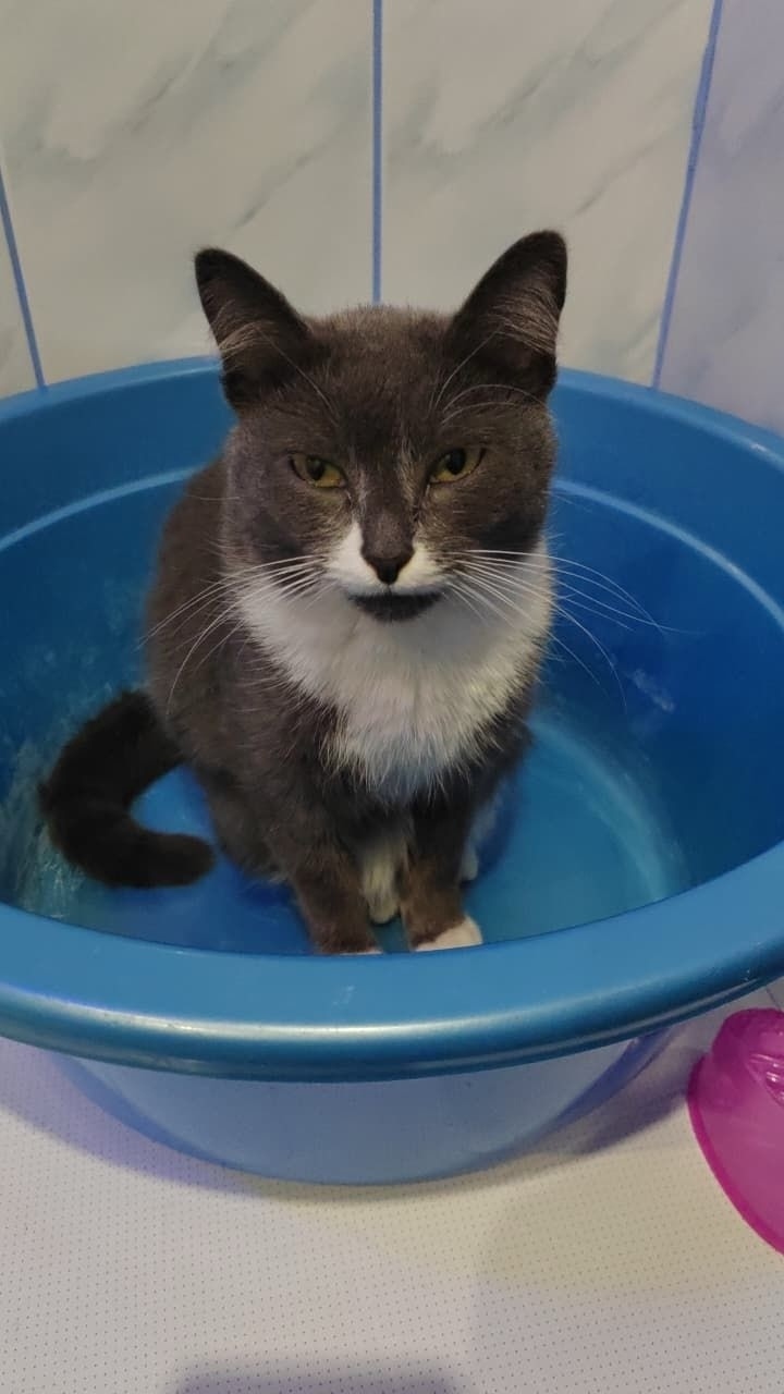 Пропала кошка в Екатеринбурге — фото объявления