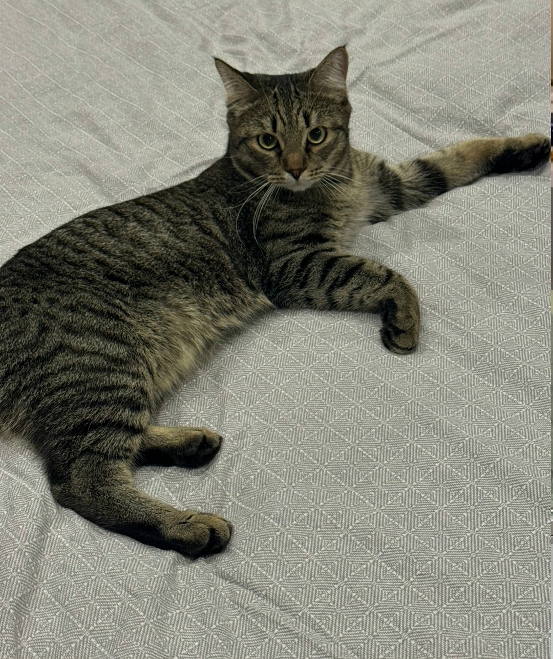 Пропала кошка в Екатеринбурге — фото объявления