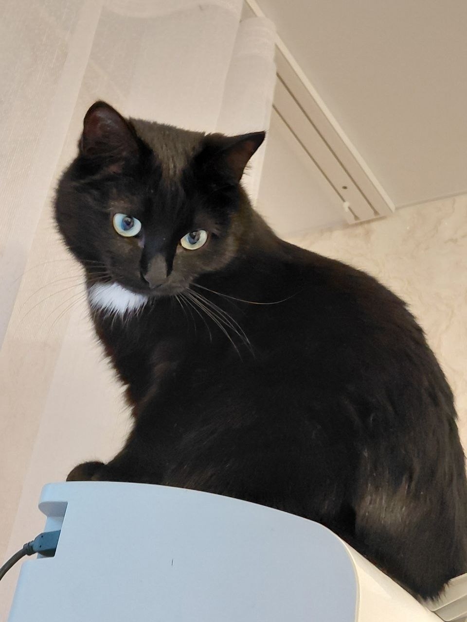 Пропала кошка в Екатеринбурге — фото объявления