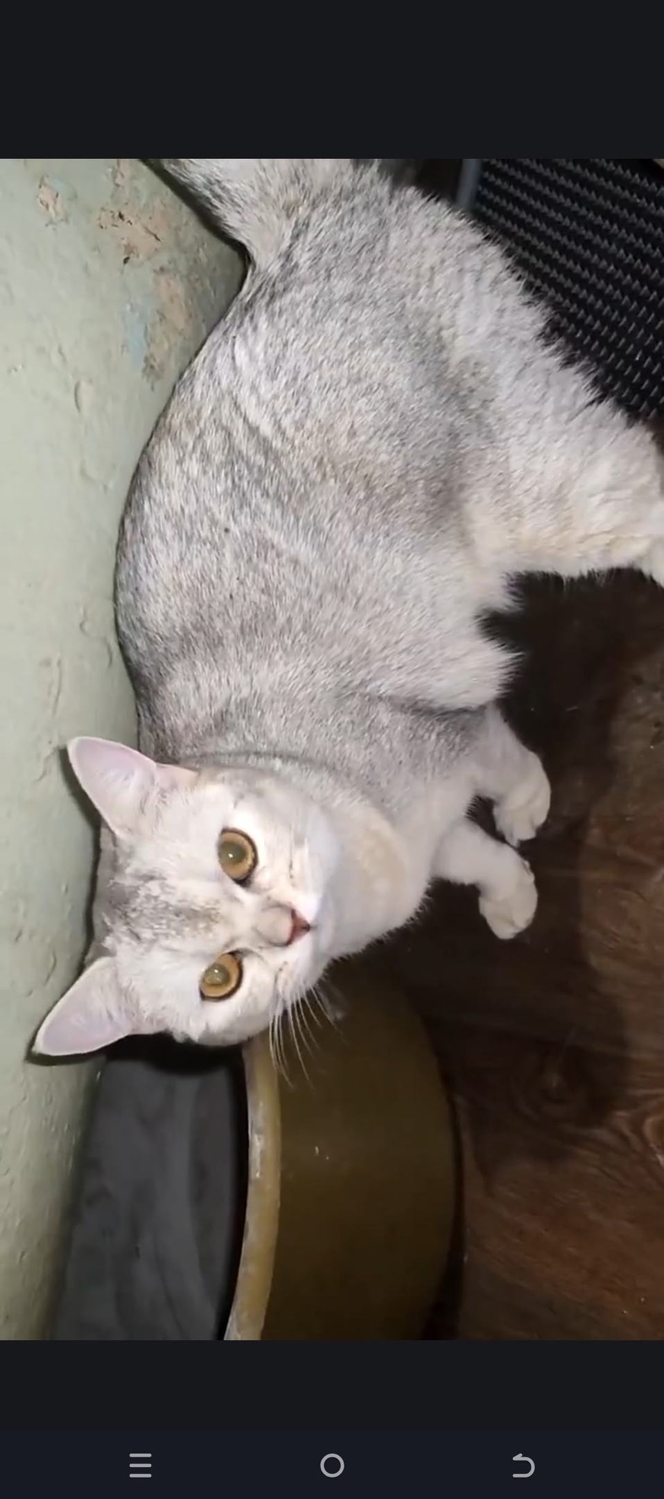 Пропала кошка в Екатеринбурге — фото объявления