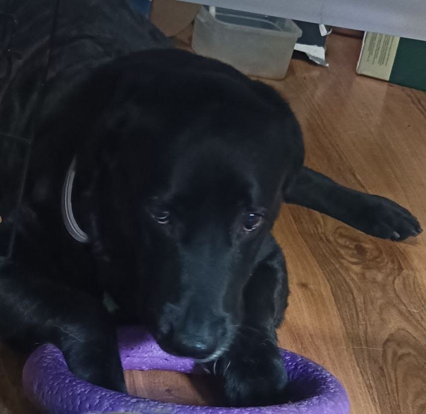 Найдена собака в Екатеринбурге — фото объявления