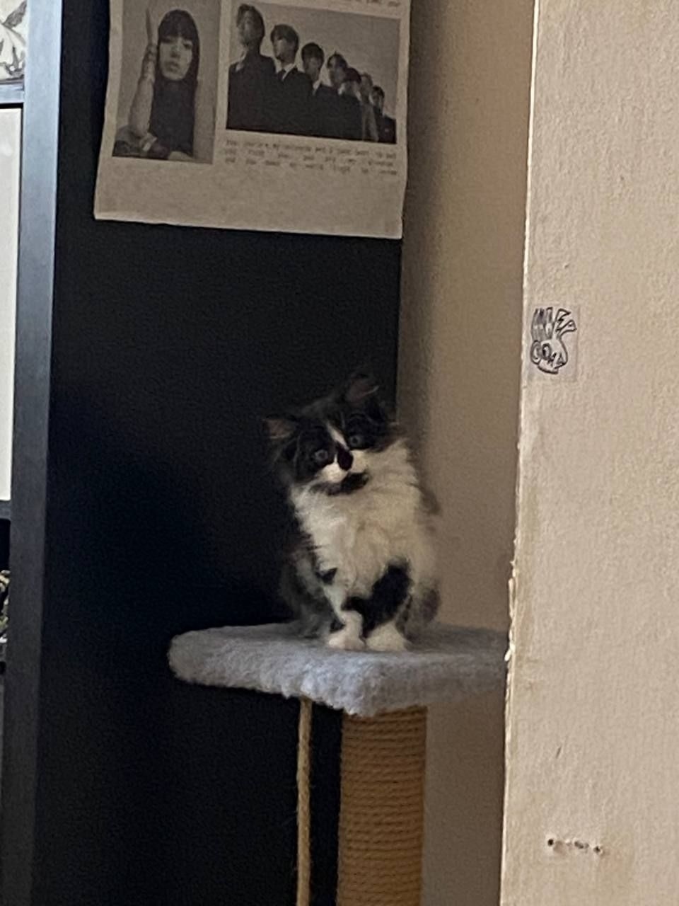 Пропала кошка в Екатеринбурге — фото объявления