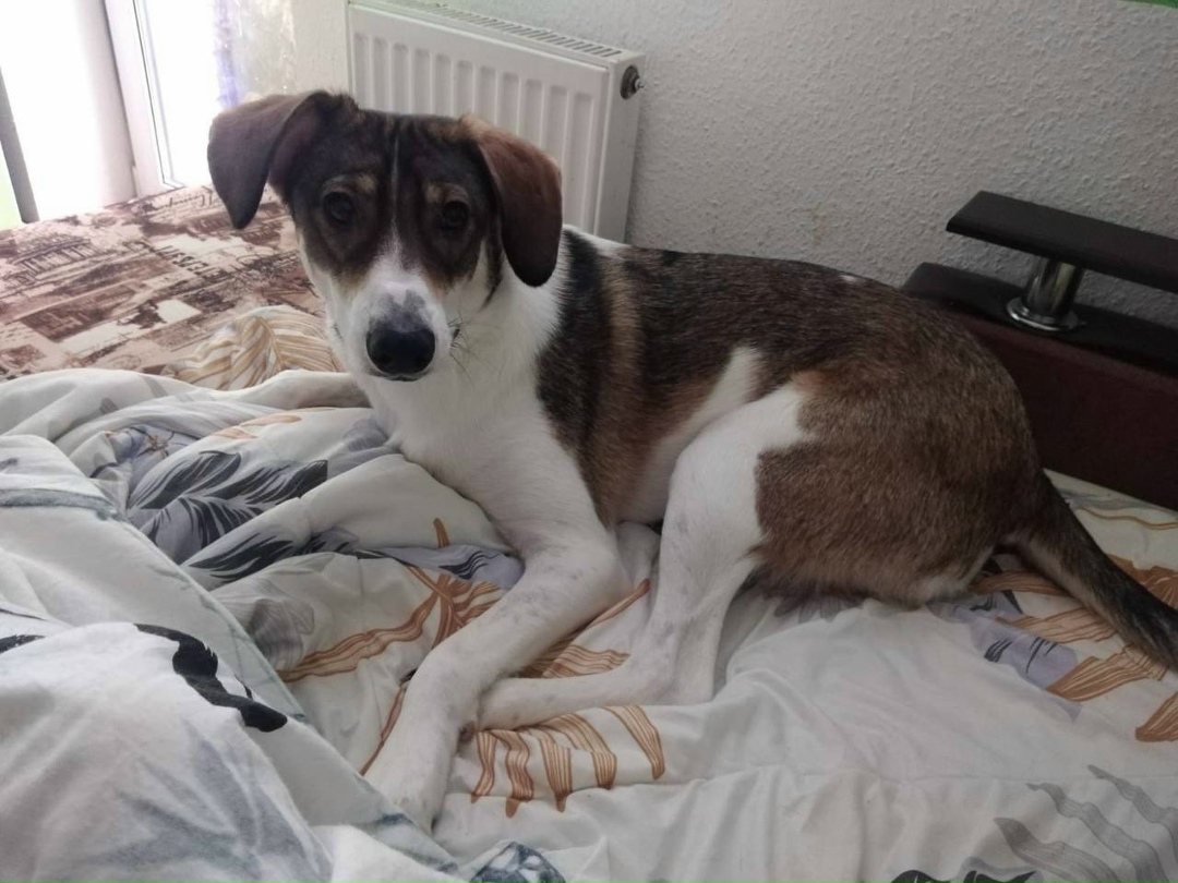 Пропала собака в Екатеринбурге — фото объявления