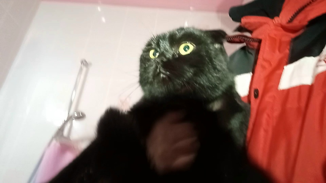 Найдена кошка в Екатеринбурге — фото объявления