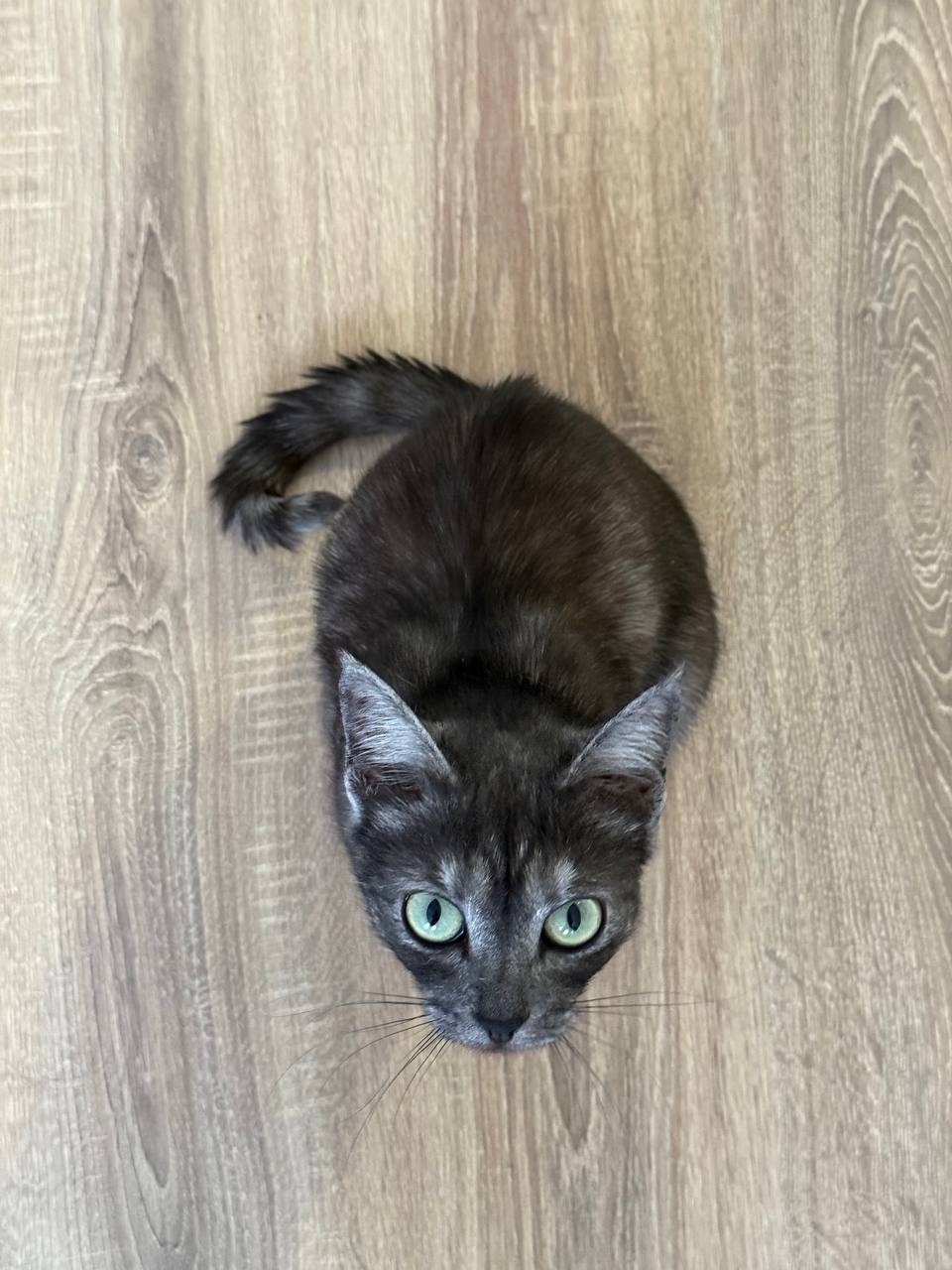 Пропала кошка в Екатеринбурге — фото объявления