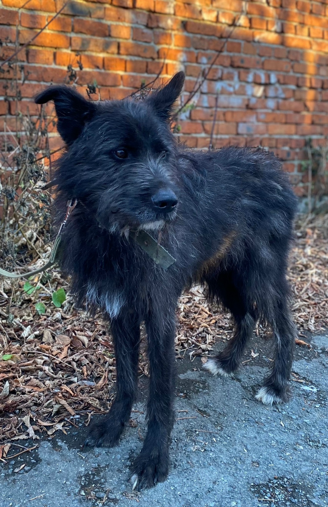 Пропала собака в Екатеринбурге — фото объявления