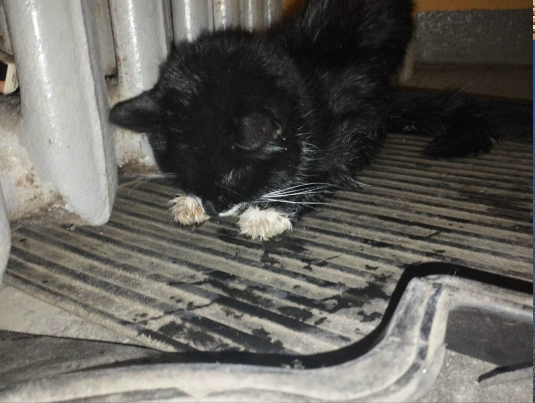 Найдена кошка в Екатеринбурге — фото объявления