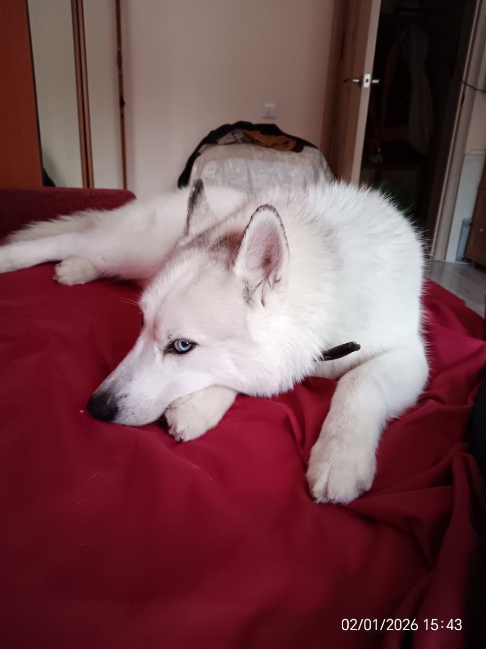 Найдена собака в Екатеринбурге — фото объявления