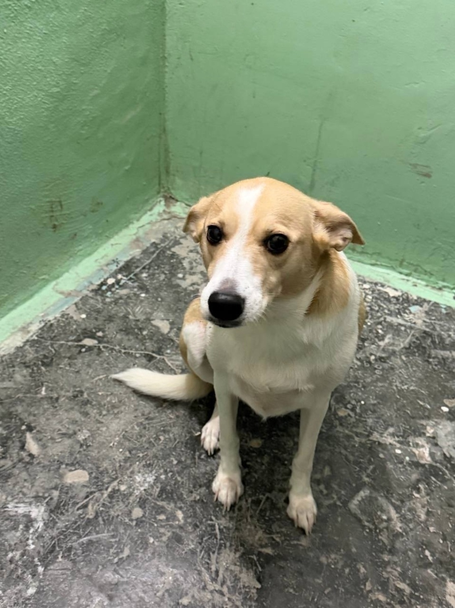 Найдена собака в Екатеринбурге — фото объявления