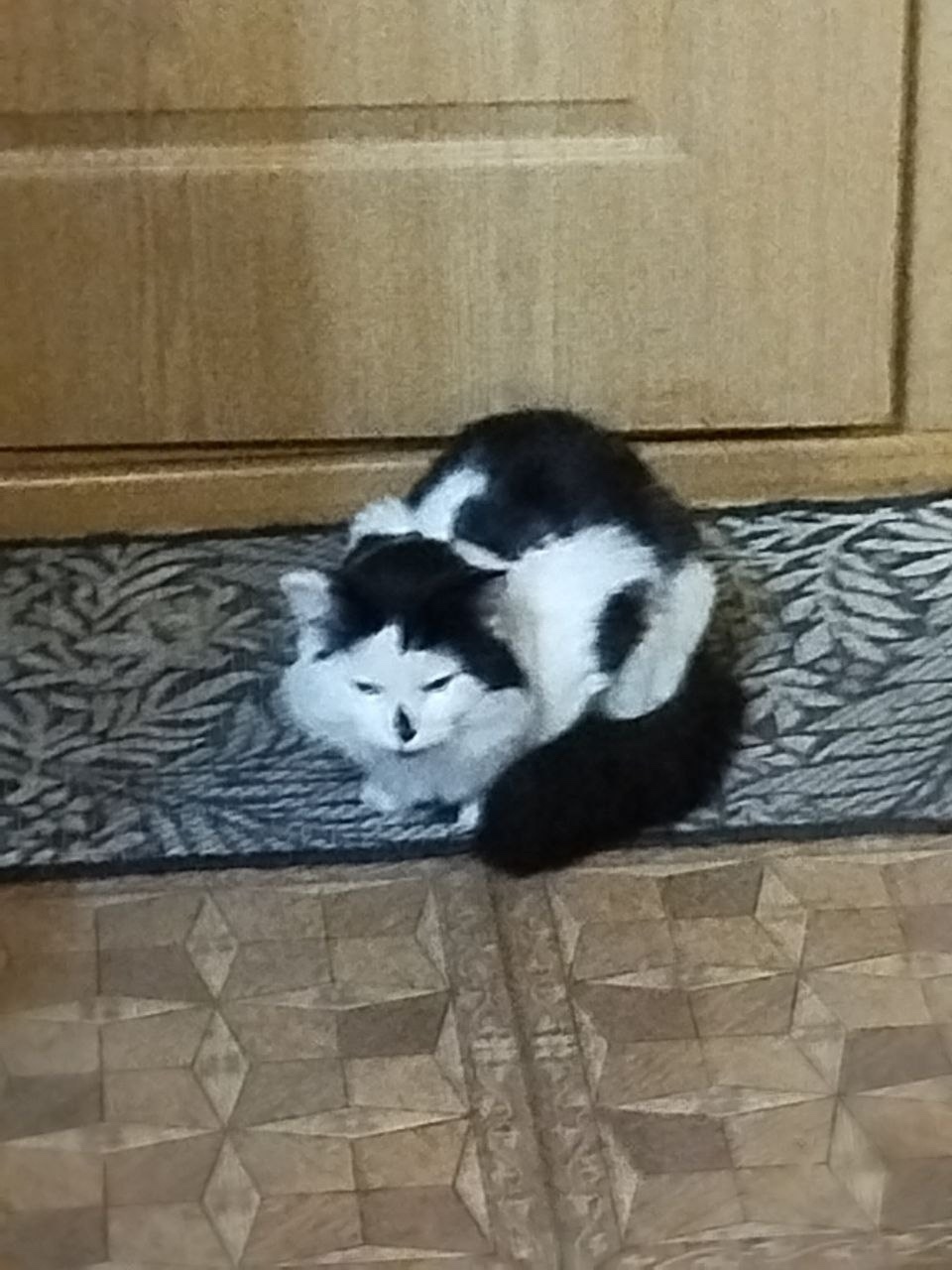 Найдена кошка в Екатеринбурге — фото объявления