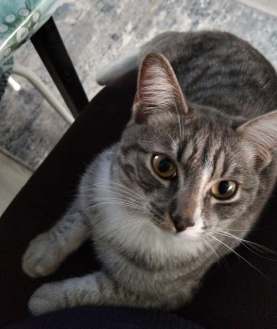 Найдена собака в Екатеринбурге — фото объявления