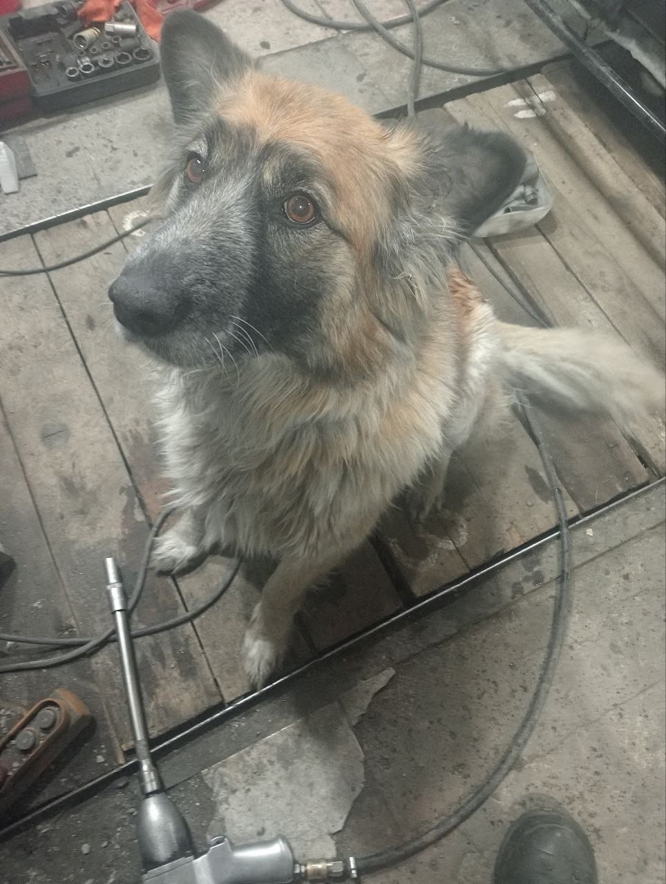 Найдена собака в Екатеринбурге — фото объявления