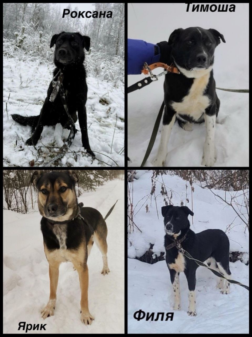 Найдена собака в Екатеринбурге — фото объявления