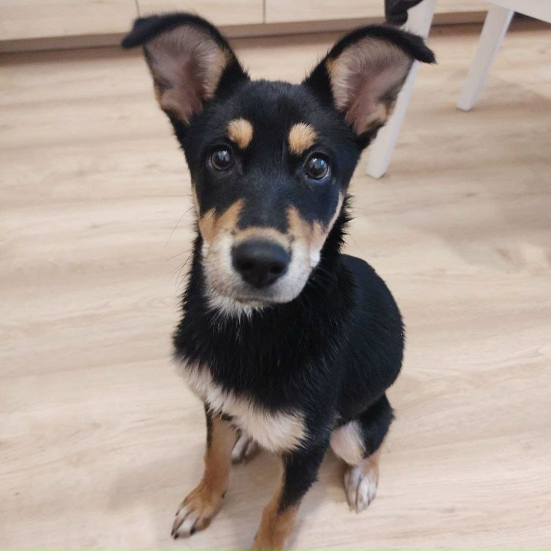 Найдена собака в Екатеринбурге — фото объявления