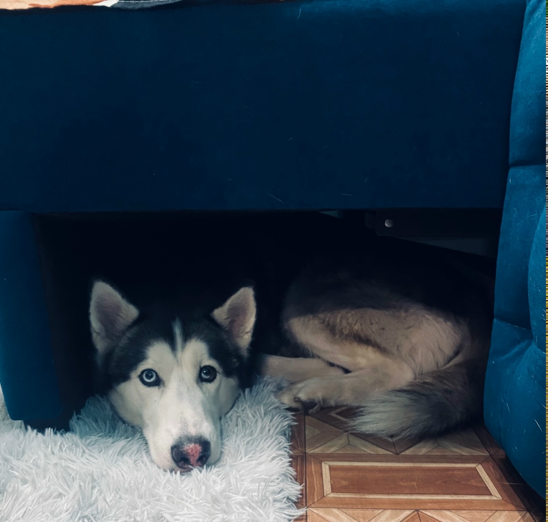 Пропала собака в Красноярске — фото объявления