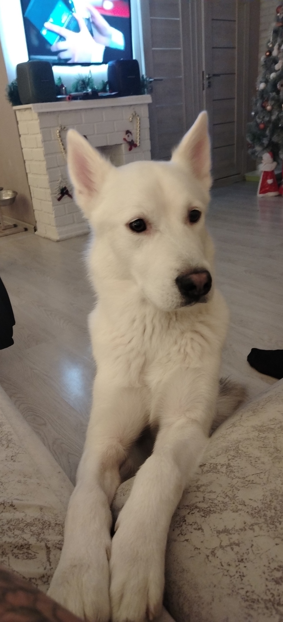 Пропала собака в Красноярске — фото объявления