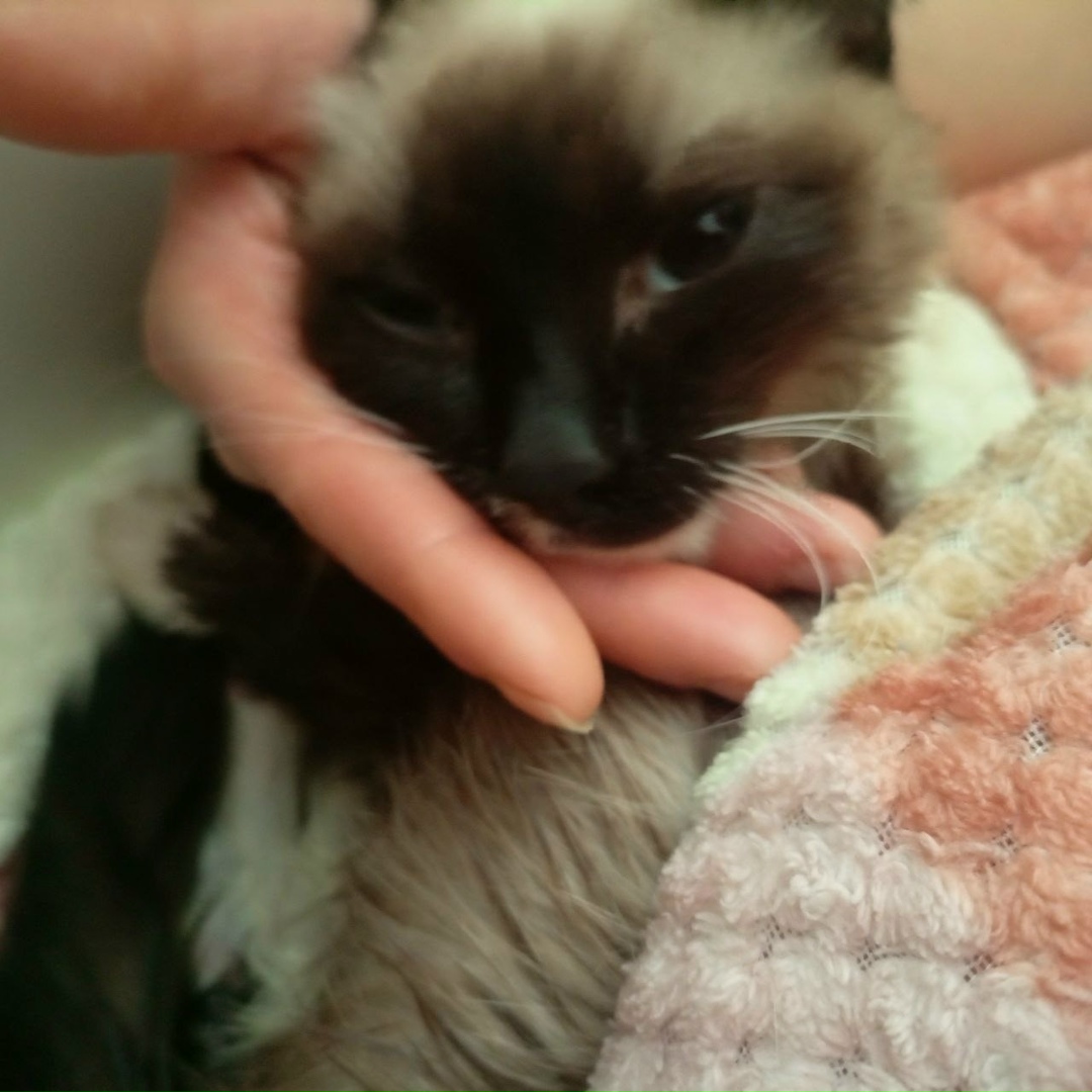 Найдена кошка в Красноярске — фото объявления