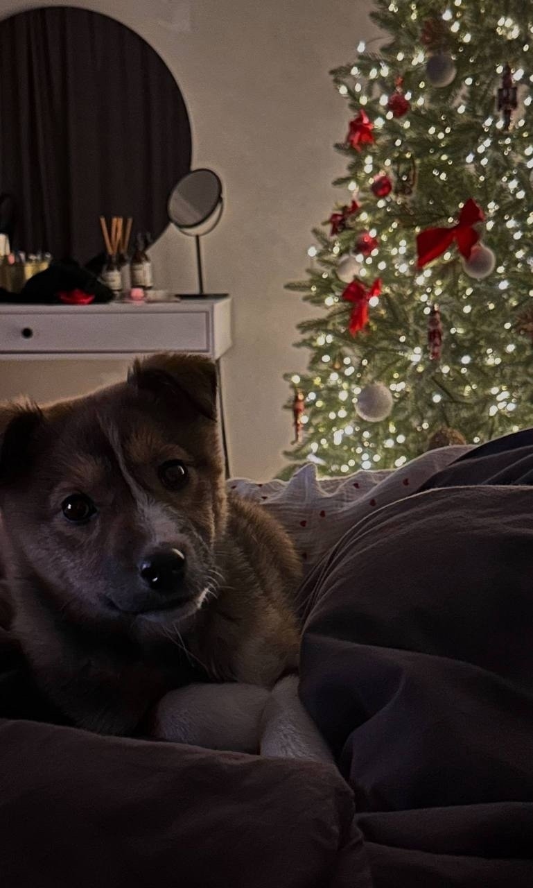 Найдена собака в Красноярске — фото объявления