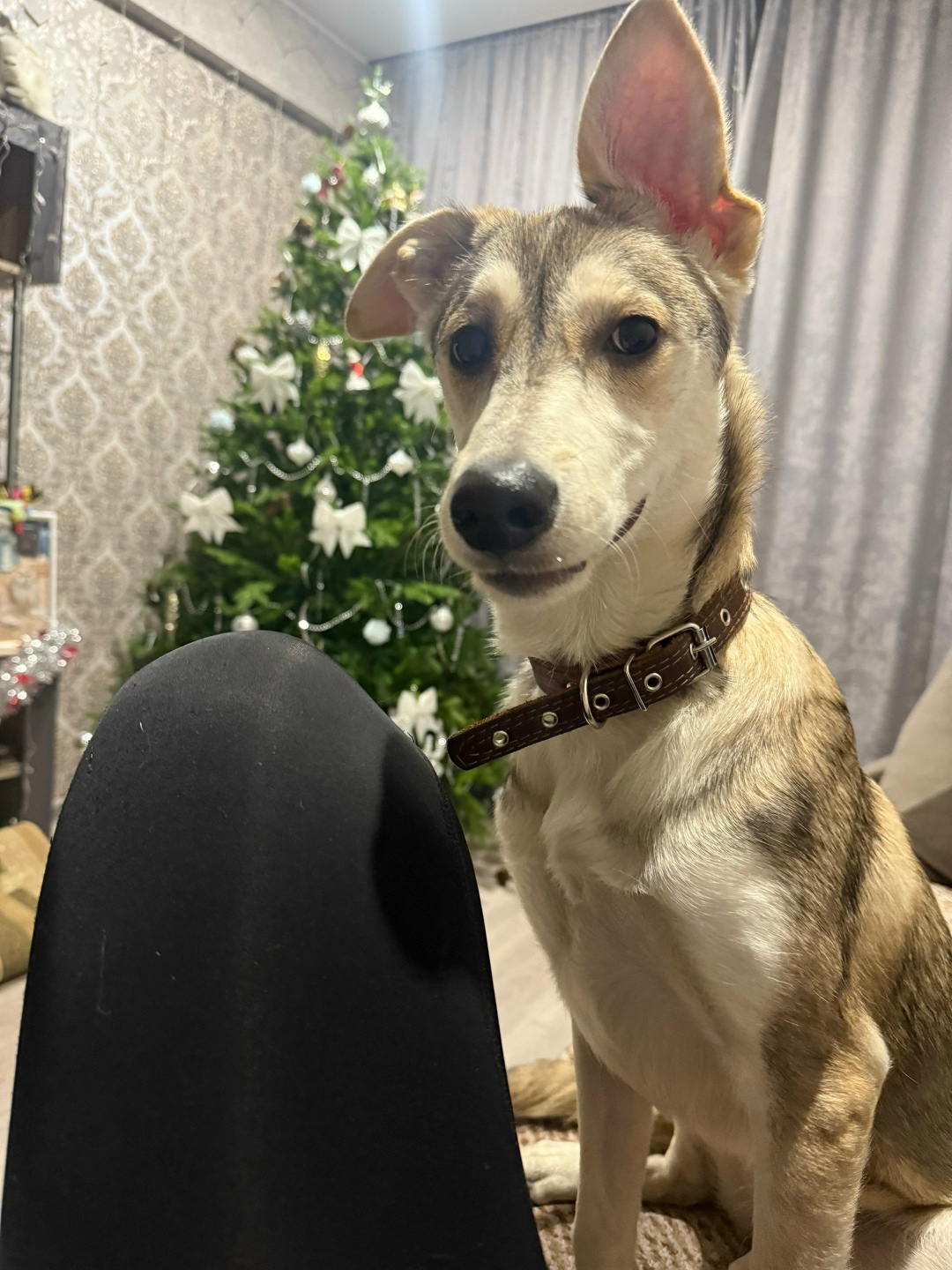 Найдена собака в Красноярске — фото объявления