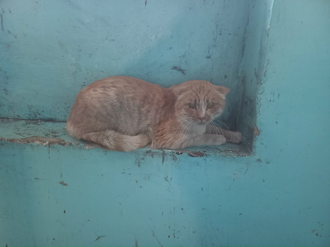 Найдена кошка в Красноярске — фото объявления