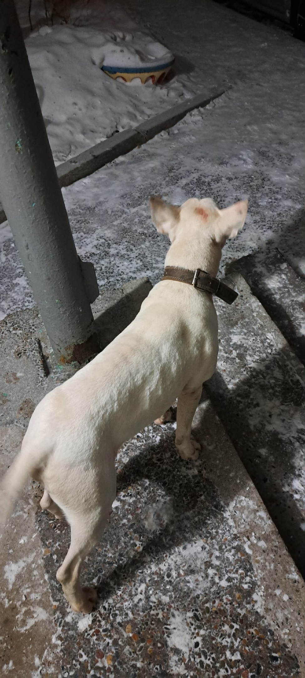 Найдена собака в Красноярске — фото объявления