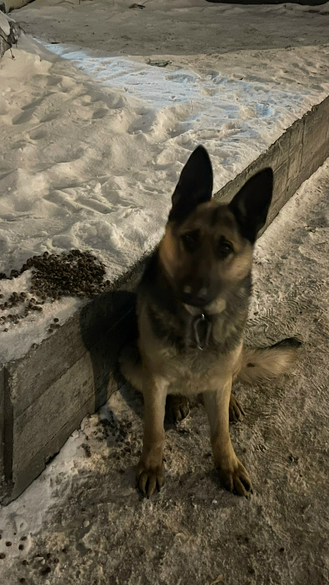 Найдена собака в Красноярске — фото объявления