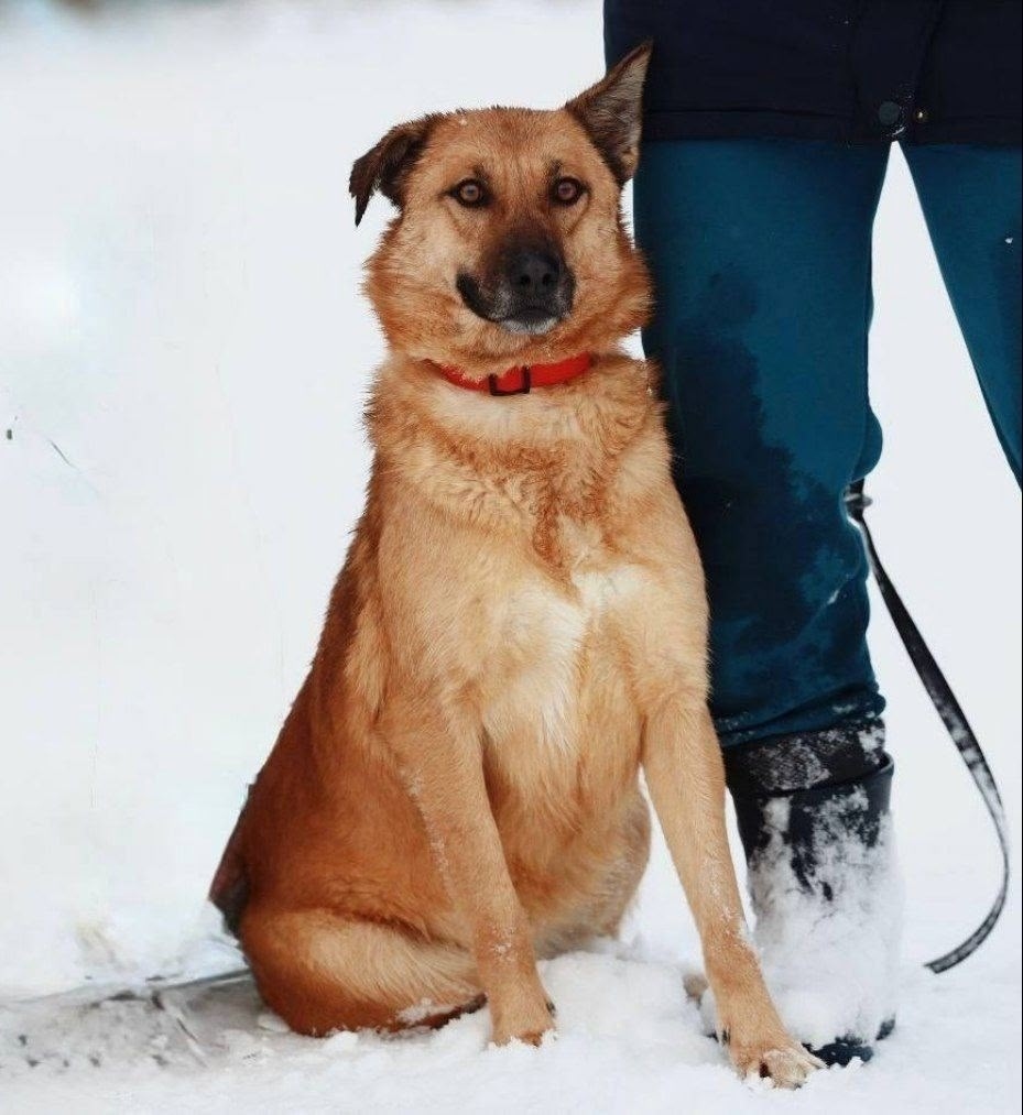 Найдена собака в Красноярске — фото объявления