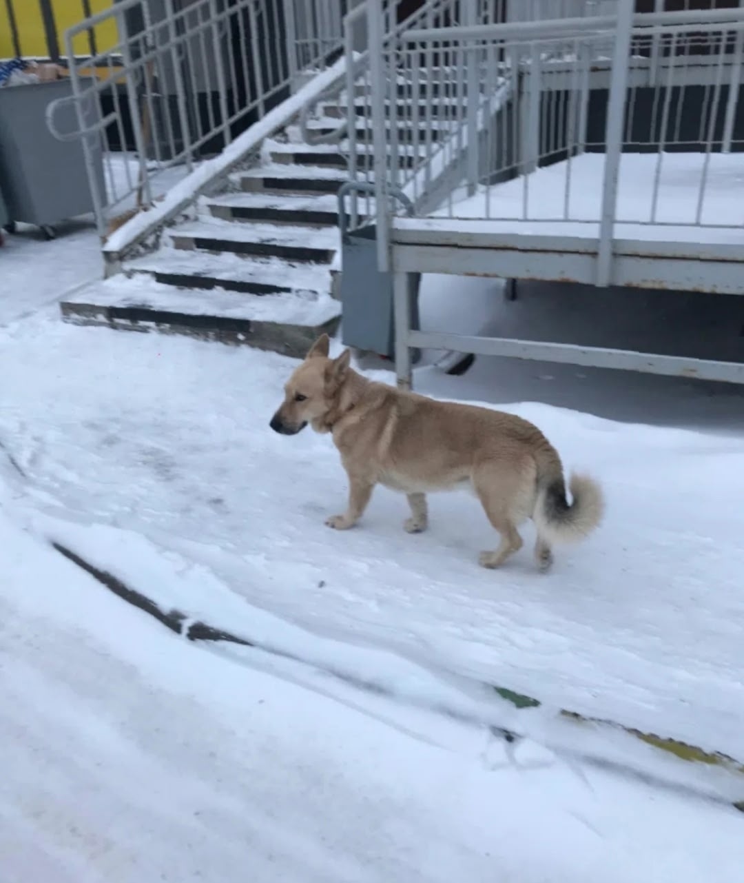 Пропала собака в Красноярске — фото объявления