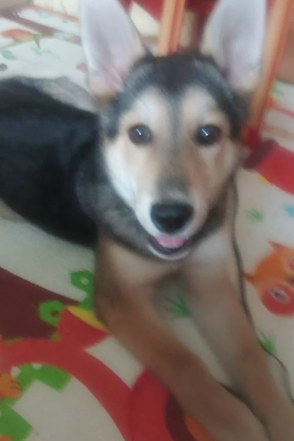 Найдена собака в Красноярске — фото объявления