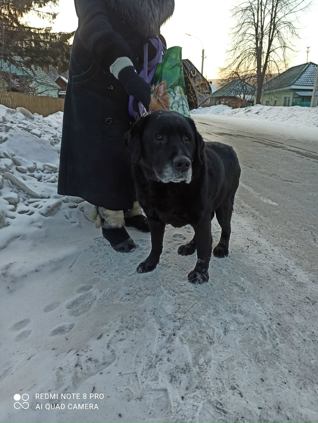 Найдена собака в Красноярске — фото объявления