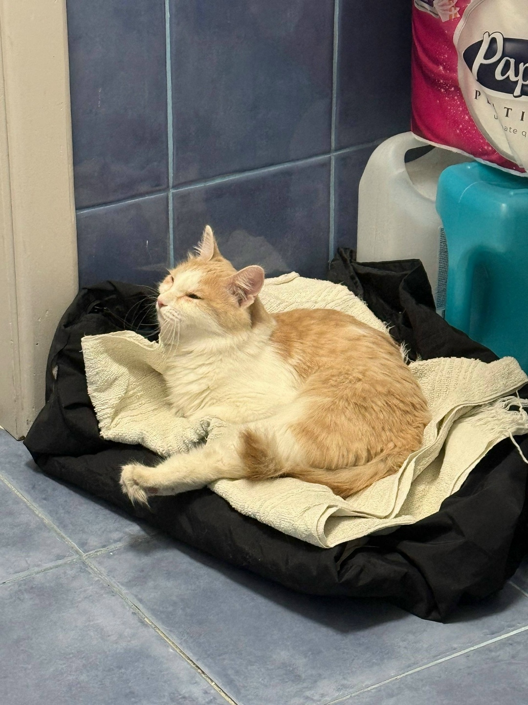 Найдена кошка в Красноярске — фото объявления