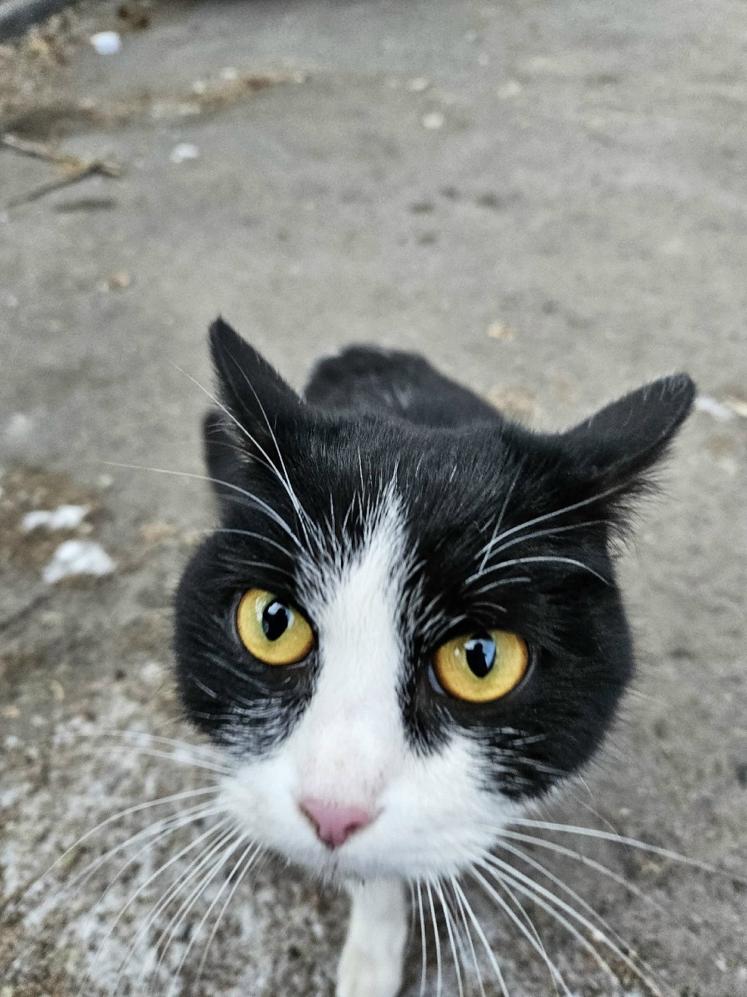 Найдена кошка в Красноярске — фото объявления