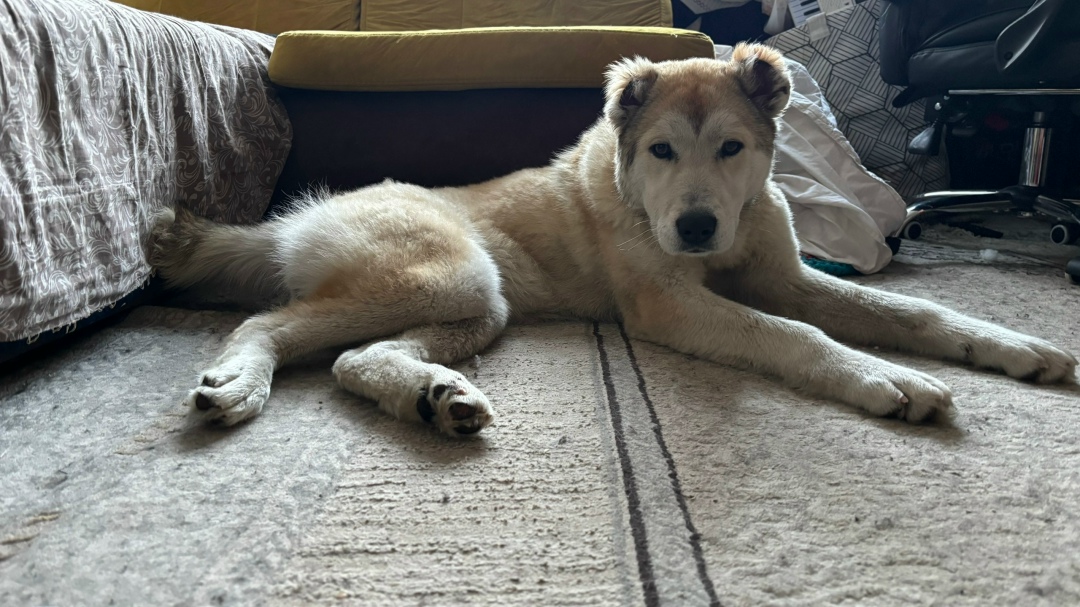 Найдена собака в Красноярске — фото объявления