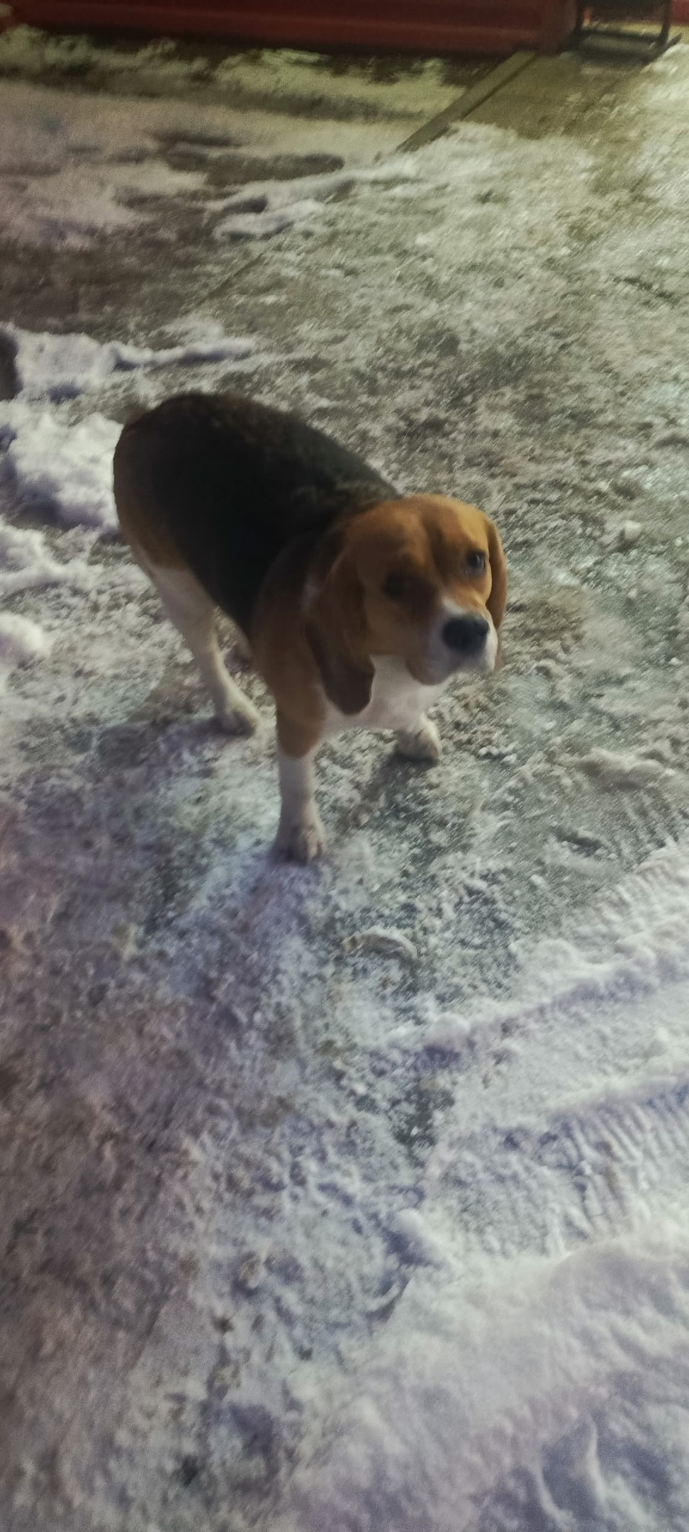 Найдена собака в Красноярске — фото объявления